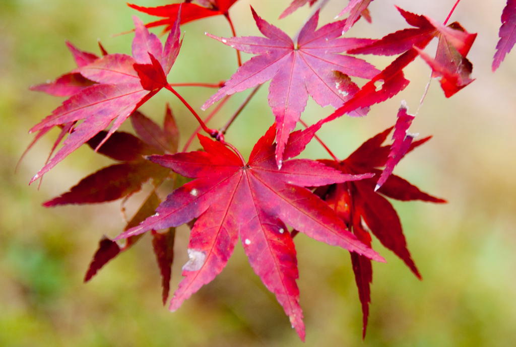 紅葉⑲岩舟緑地
