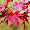 紅葉⑲岩舟緑地