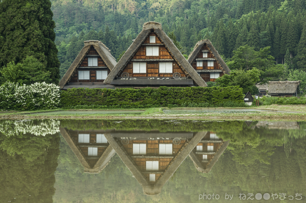 新緑の水鏡
