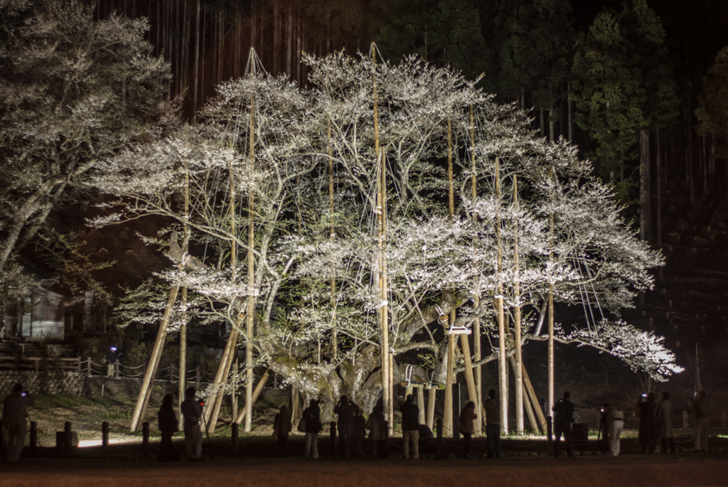 根尾の淡墨桜①