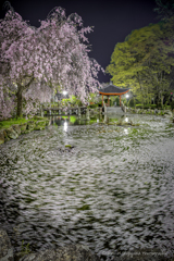 日中友好庭園2025