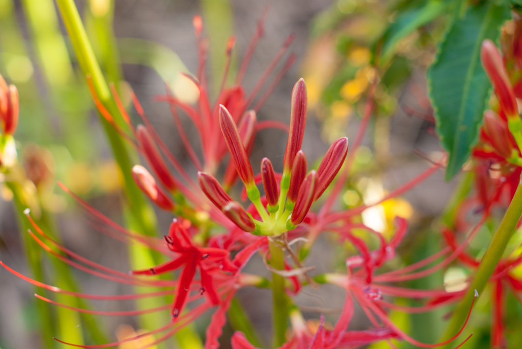 お彼岸の風物詩（赤）