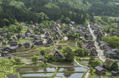 新緑の合掌村（城山展望台から）