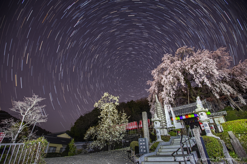 林陽寺の枝垂桜