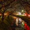 夜桜･･･高田橋桜祭り