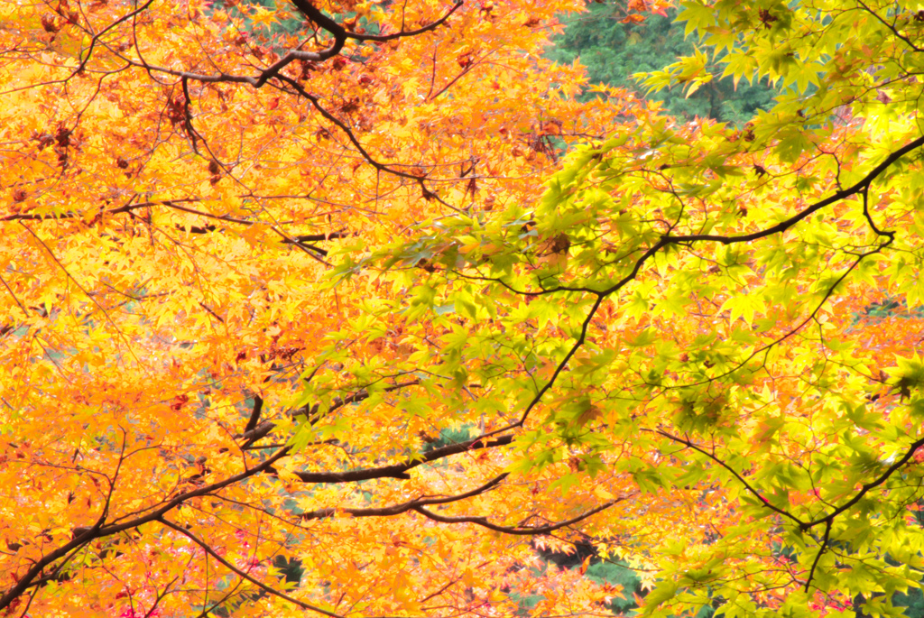 紅葉⑬美濃大矢田