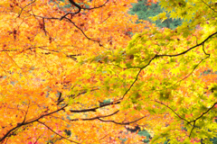 紅葉⑬美濃大矢田