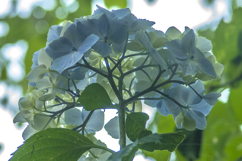 紫陽花とこもれびと