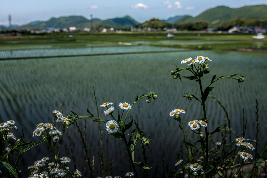 青空に植えた苗