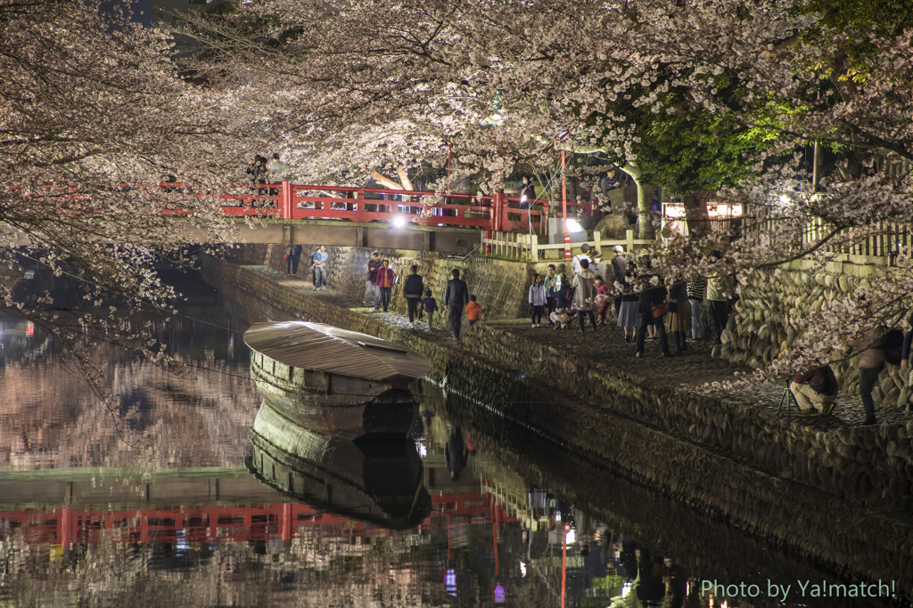 水都の桜の下で