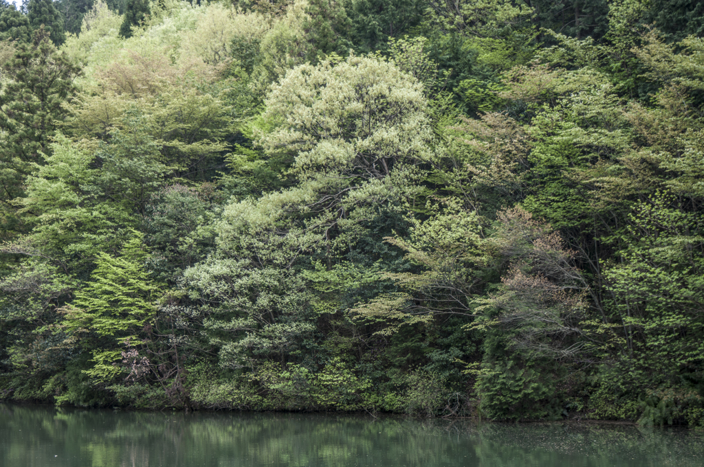 新緑の池辺（上池Ⅲ）