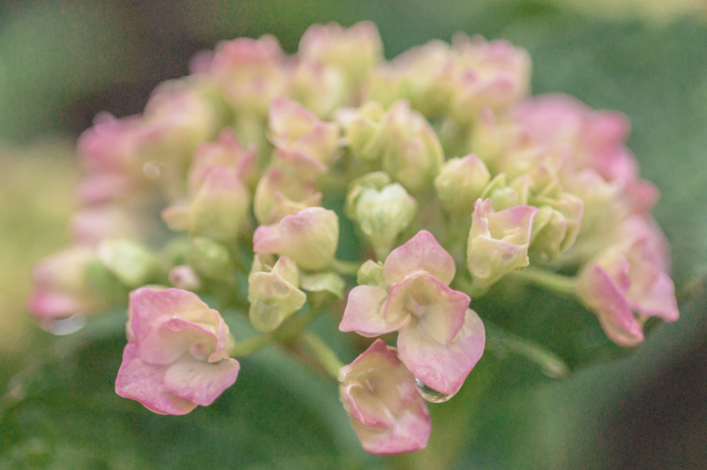 紫陽花の観察