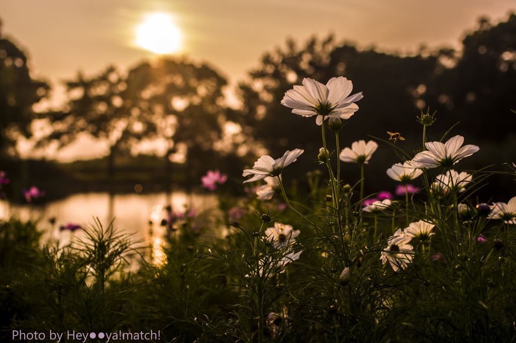 夕暮れの秋桜Ⅱ