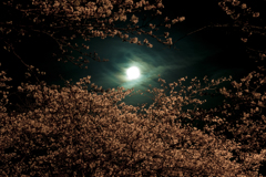 十六夜の夜桜