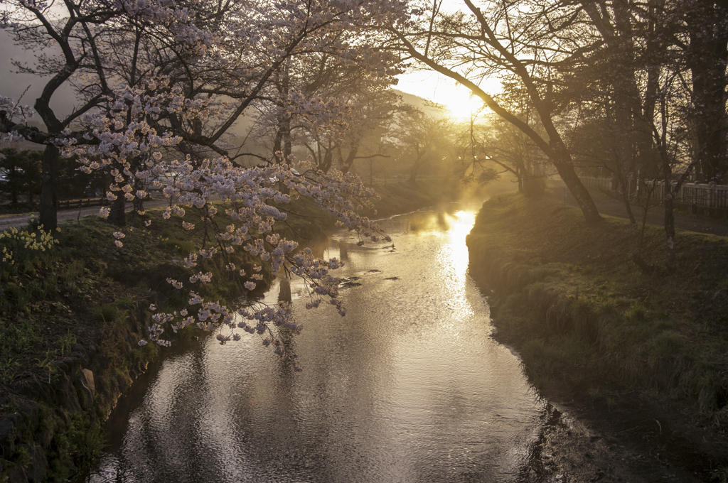 新しい朝、忍野の川辺