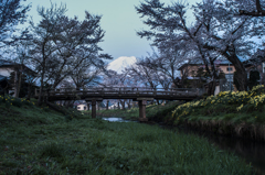 忍草の富士桜