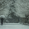 冬ソナの並木路（雪景色バージョン）Ⅱ