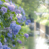 あじさいの小径2014（見頃）