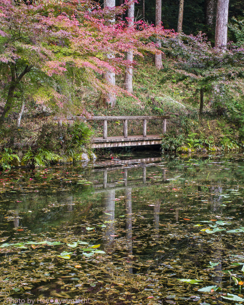 モネの池（秋の夜長に）