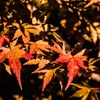 三井池の紅葉①