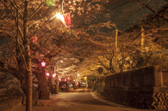 長良川河畔の夜桜②