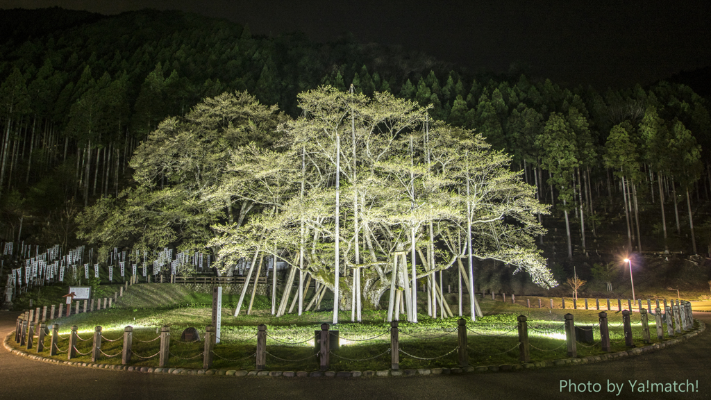 根尾谷の淡墨桜