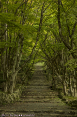 鶏足寺の石段