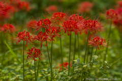 曼珠沙華(紅)