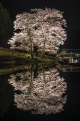 苗代桜の水鏡Ⅱ