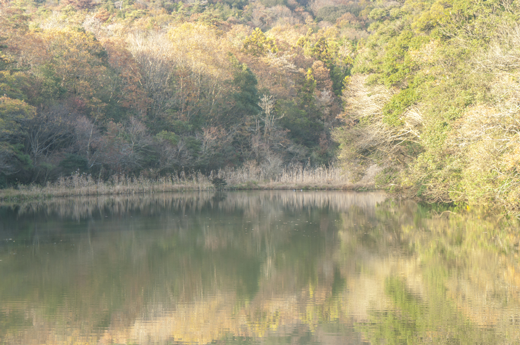 八幡池の水辺Ⅳ