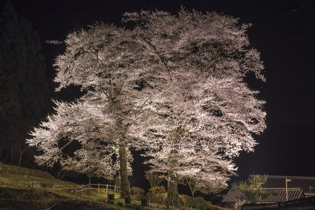 水鏡・・・苗代桜