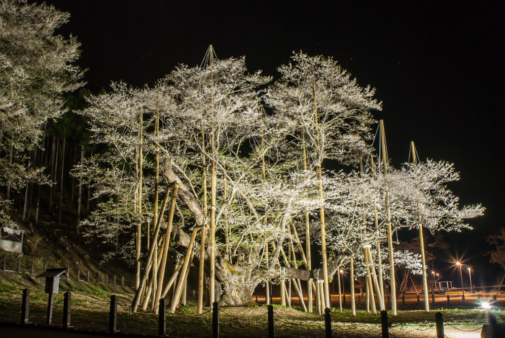 根尾の薄墨桜③