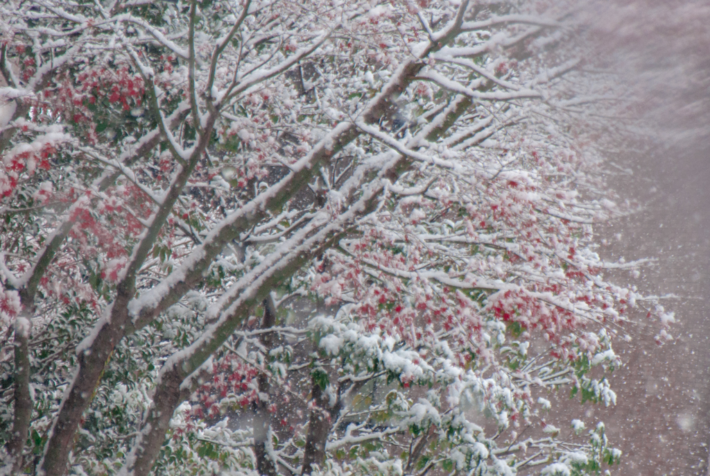 モミジに吹雪が