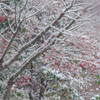 モミジに吹雪が
