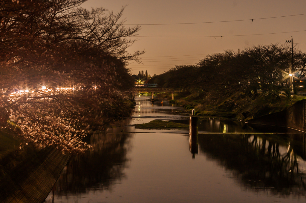 百十郎桜の咲き始め