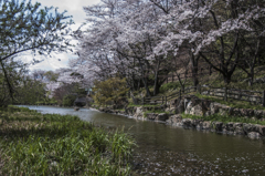 三井山公園の水辺の春