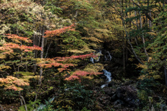紅葉⑪せせらぎ大倉