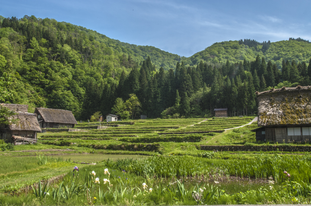 新緑の白川郷（田植えを終えた棚田）　