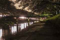 夜桜十景（５）