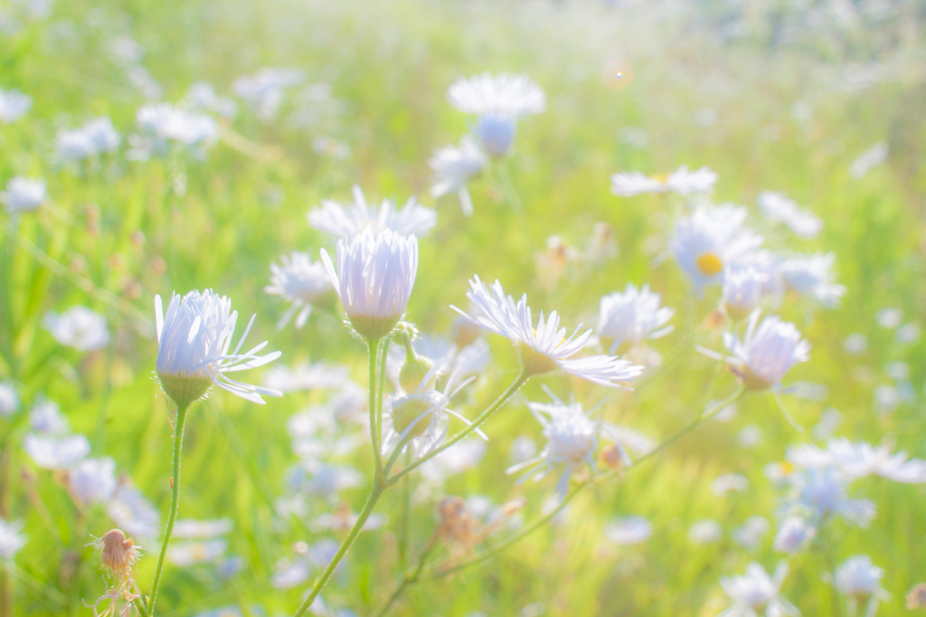 ヒメジョオン at the Sohara Nature Park Ⅱ　