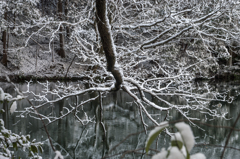 中池の雪景色②