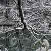 中池の雪景色②
