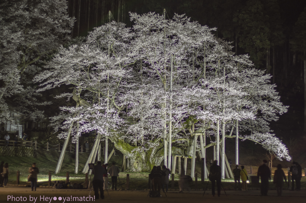 根尾の淡墨桜