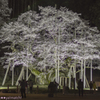 根尾の淡墨桜