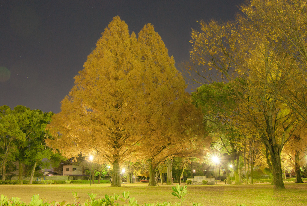 野一色公園⑫