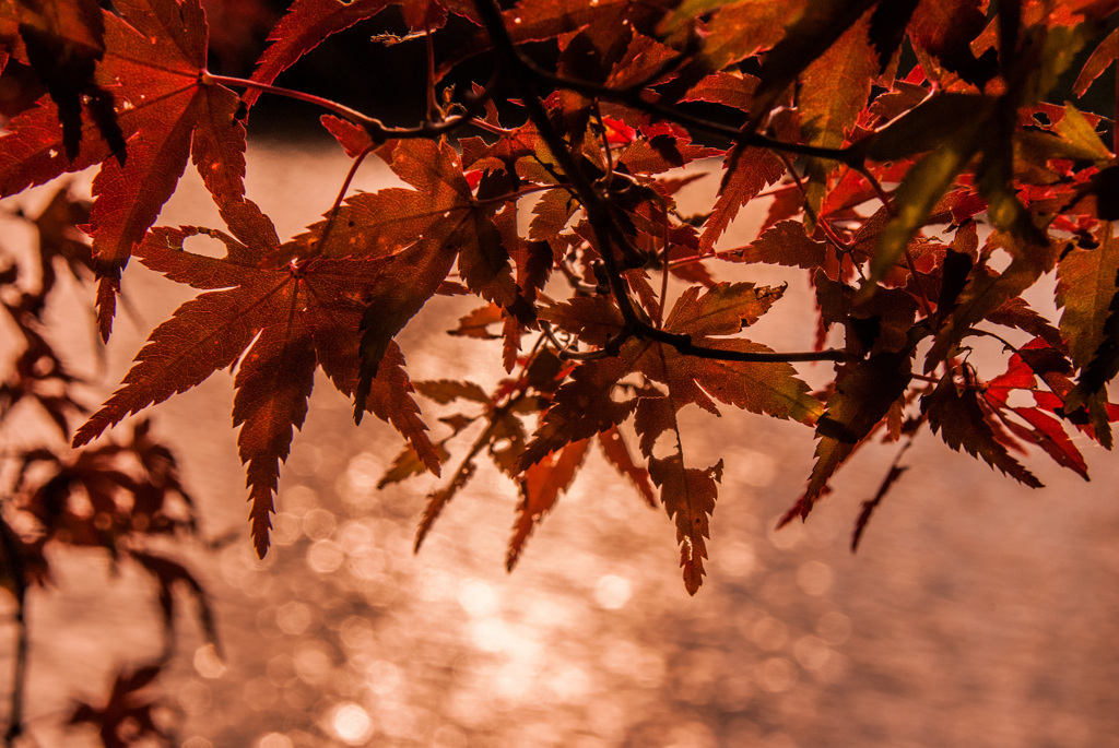 三井池の紅葉④