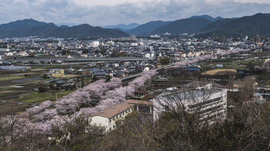 新境川桜並木2014（北）