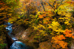 紅葉⑧荘川まとば橋