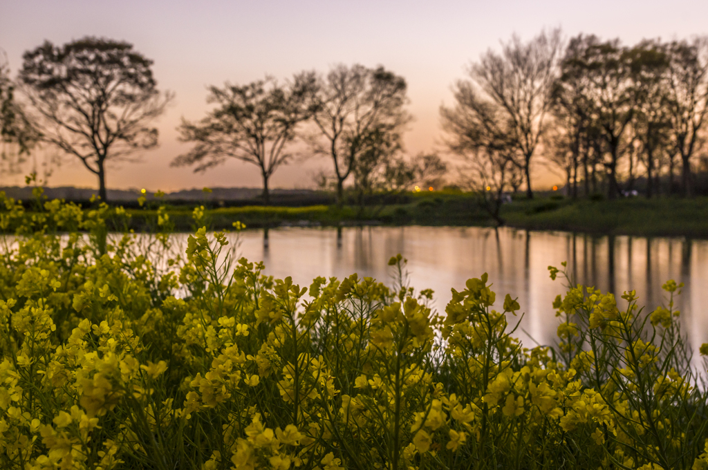 水辺の菜の花・・・木曽川水園の夕暮れ