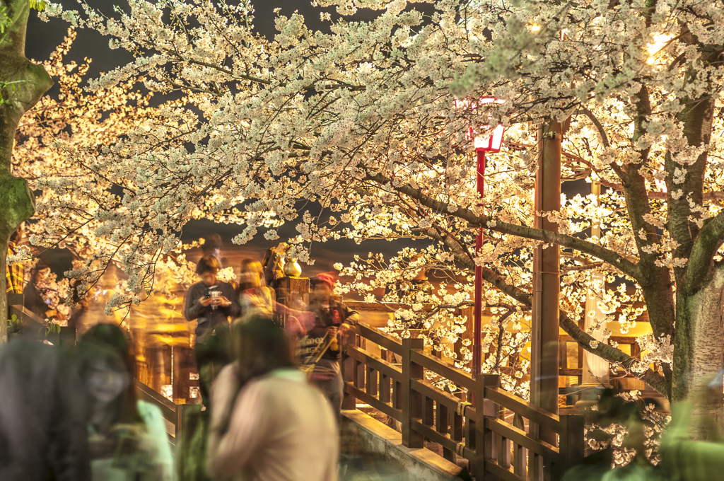 一夜城の夜桜見物